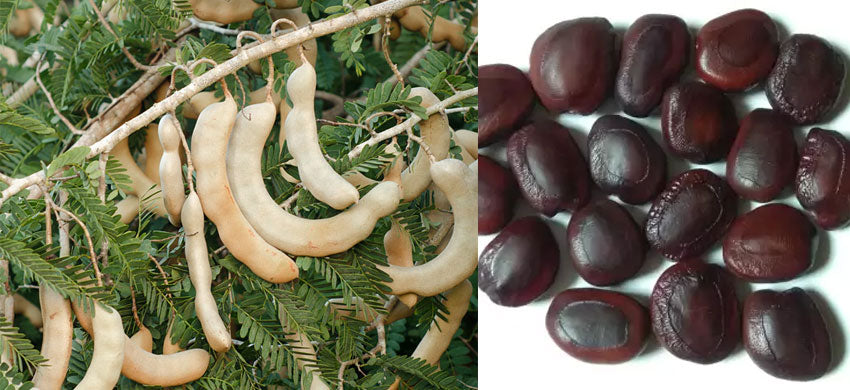 What is a Tamarindus Indica? What are the Benefits, Uses and Side Effects of Tamarind Seed Powder?
