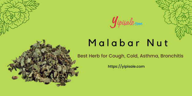 Vasaka Best Herb for Cough, Cold, Asthma, Bronchitis (Malabar Nut)