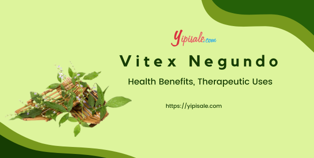 Vitex Negundo – Health Benefits, Therapeutic Uses (Five-leaved chaste, Nirgundi)