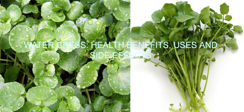Watercress: Introduction, Health Benefits, Uses, and Side Effects of Nasturtium Officinale