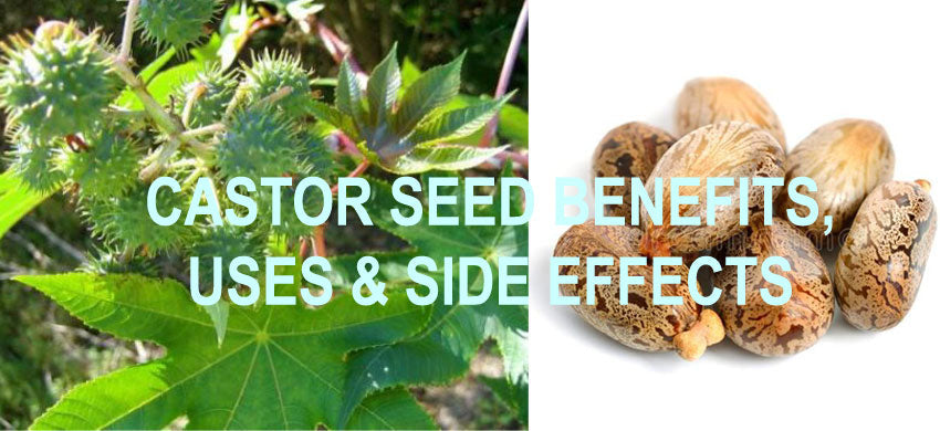 What are Castor Seeds? What are the benefits of Castor Seeds? How to use Ricinus Communis? Side Effects of Castor Seeds.