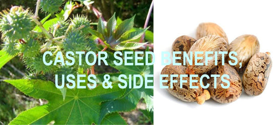 What are Castor Seeds? What are the benefits of Castor Seeds? How to use Ricinus Communis? Side Effects of Castor Seeds.