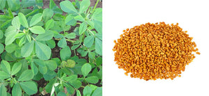 Fenugreek: Health Benefits, Therapeutic Uses & Side Effects - Easy Recipe for Diabetes