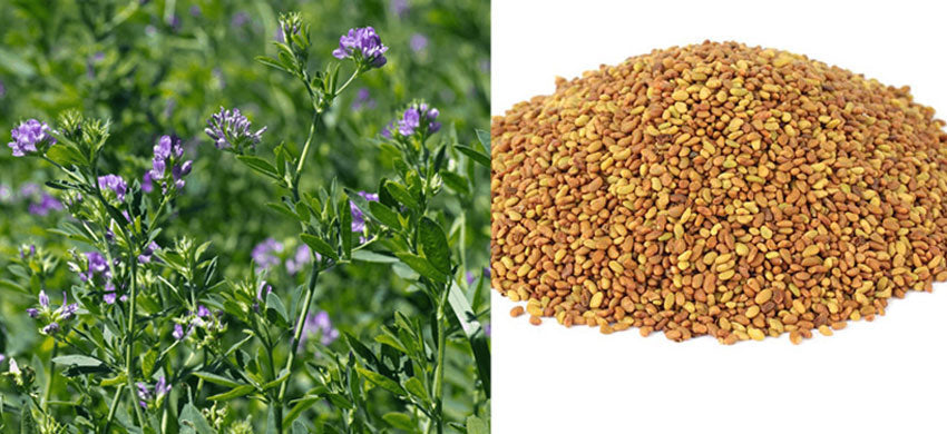 What is Alfalfa? What are the Benefits of Medicago Sativa? How to use Lucerne? Side Effects of the Alfalfa.
