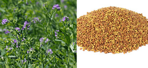 What is Alfalfa? What are the Benefits of Medicago Sativa? How to use Lucerne? Side Effects of the Alfalfa.