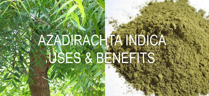 What is Azadirachta Indica? What are the Benefits of Indian lilac? How to use Margosa? Side Effects of Neem. Hair Pack Recipe