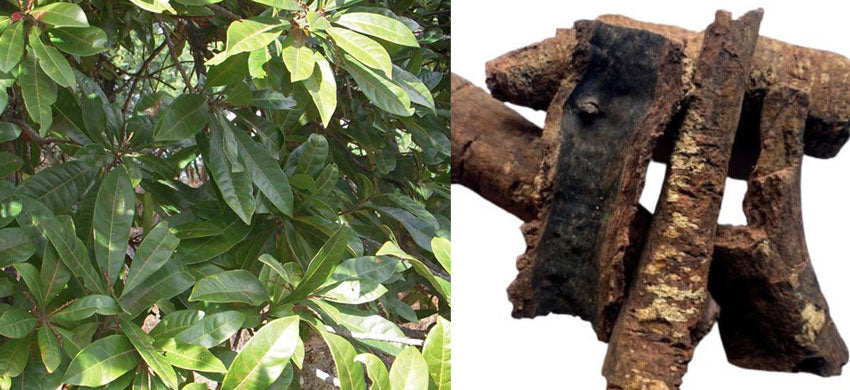 What is Box myrtle? Benefits, Uses & Side Effects of the Kaiphal - Tea for Cough & Cold