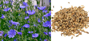 What is Chicory and What are the Benefits of Cichorium Intybus? How to Use Kasni? Side Effects of Chicory. Chicory Recipes