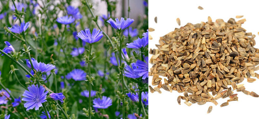 What is Chicory? Health Benefits, Uses, Dosage and Side Effects