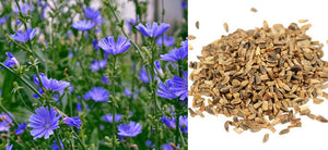 What is Chicory? Health Benefits, Uses, Dosage and Side Effects