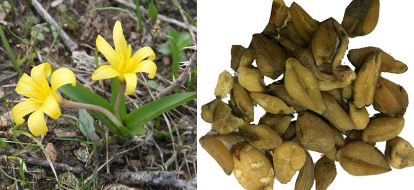What is Colchicum Luteum? What are the benefits of Suranjan? How to use Colchicum? Side Effects Colchicum Luteum.