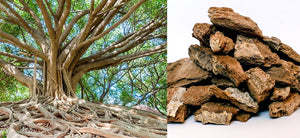 What is Ficus Benghalensis? Health Benefits, Uses & Side Effects of Banyan Tree Bark - An Herbal Guide