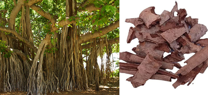 Ficus Religiosa: Health Benefits, Therapeutic Uses, Dosage - Pipal