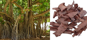 Ficus Religiosa: Health Benefits, Therapeutic Uses, Dosage - Pipal