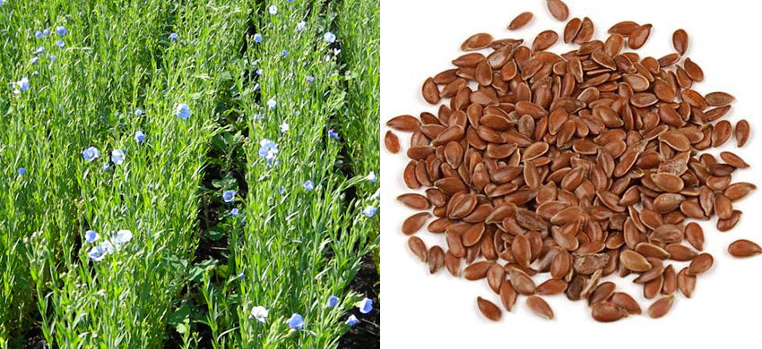 What is Flaxseed? What are the benefits of Linseed? How to use Alsi? Side Effects of the Flax Seed? How can I include Flax Seed in my Daily Routine?