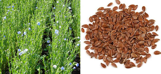 What is Flaxseed? What are the benefits of Linseed? How to use Alsi? Side Effects of the Flax Seed? How can I include Flax Seed in my Daily Routine?