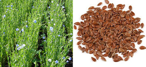 What is Flaxseed? How can I include Flax Seed in my Daily Routine - User Guide