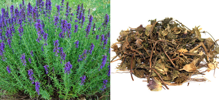 What is Hyssopus Officinalis? What is the benefits Hyssop? How to use Zufa? Side Effects of the Hyssopus Officinalis.