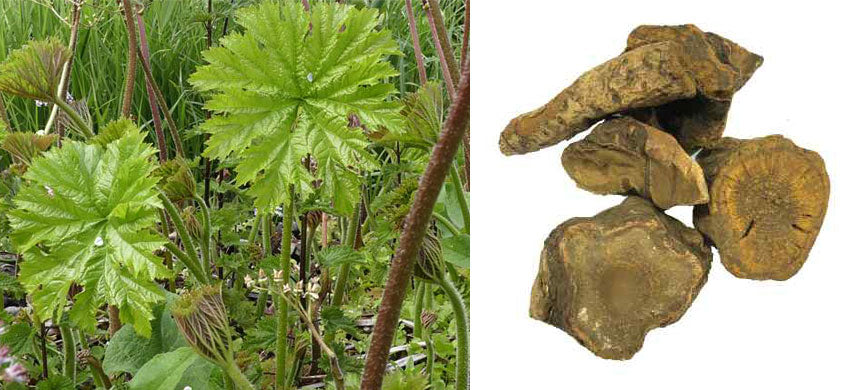 What is Rheum Emodi? What are the Benefits of Revand Chini? How to use Rheum Emodi? Side Effects of Indian Rhubarb.