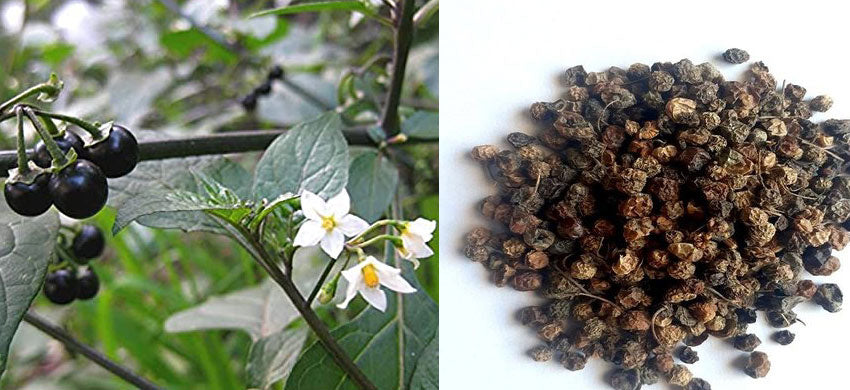 What is Solanum Nigrum? What are the Benefits of Makoy? How to Use Black Nightshade? Side Effects of Makoy.