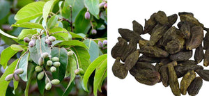 What is Terminalia Chebula? Benefits, Uses and Side Effects of Haritaki - A Herbal Guide