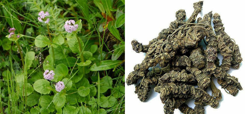 What is Valeriana Wallichii? Benefits, Uses of Tagar, Side Effects of Indian Valerian.