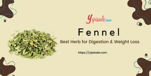 What are the Fennel Health Benefits, Uses, and Side Effects - User Guide