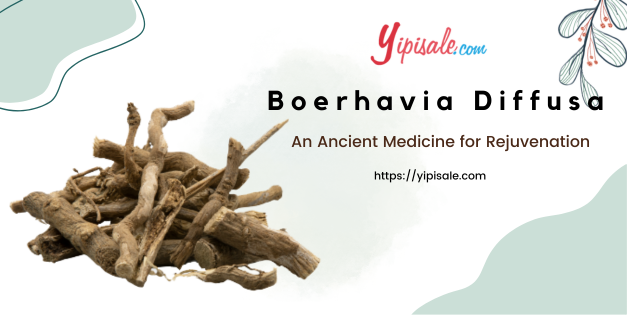 Boerhavia Diffusa: An Ancient Herb for Rejuvenation (Punarnava)