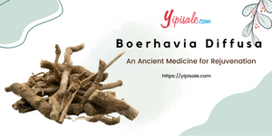 Boerhavia Diffusa: An Ancient Herb for Rejuvenation (Punarnava)