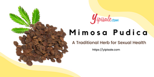 What is Mimosa Pudica? What are the Health Benefits of Chui Mui, Uses and Side Effects of Shame Plant?