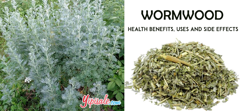 Wormwood – Introduction, Benefits, Uses, and Side Effects of Artemisia Absinthium