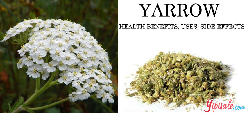 Yarrow: Benefits, Uses, and Side Effects of Achillea millefolium - Herbal Guide
