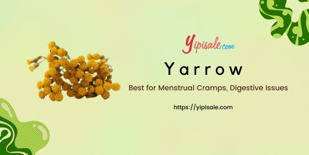 Yarrow: Benefits, Uses, and Side Effects of Achillea millefolium - Herbal Guide