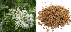 Aniseed: What are the Health Benefits, Uses, and Side Effects of Aniseed?