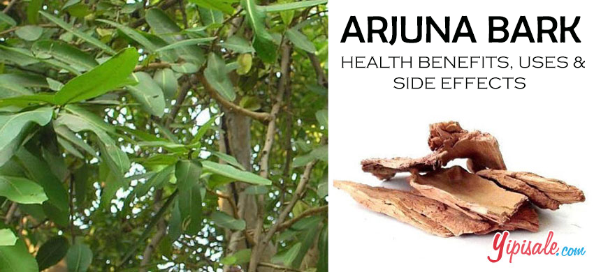 What is Terminalia Arjuna Herb? Benefits and Use, Arjun Bark Tea Recipe - A Complete Guide