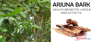 What is Terminalia Arjuna Herb? Benefits and Use, Arjun Bark Tea Recipe - A Complete Guide