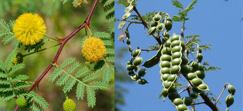 Acacia Health Benefits, Therapeutic Uses and Dosage - Indian Gum Arabic Tree