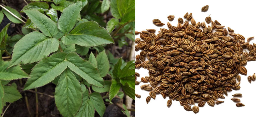 What is Bishop Weed? What are the health Benefits, Uses and Side Effects of Bishop Weed / Ajwain? 2022