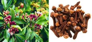 Clove – Introduction, Health Benefits, Uses, and Side effects of Syzygium Aromaticum