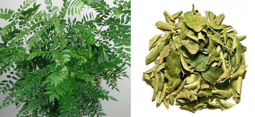 What is Curry Leaves? Health Benefits, Uses and Side Effects of Curry Leaf - A Complete Guide