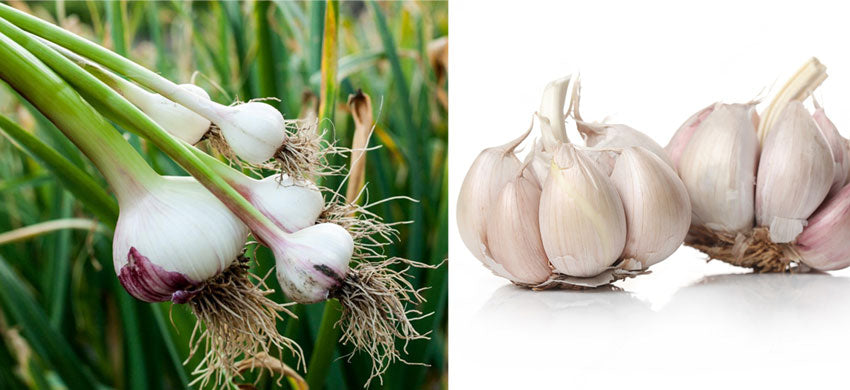 Garlic - Ayurvedic Health Benefits, Uses, and Side Effects of Allium Sativum - Herbal Guide