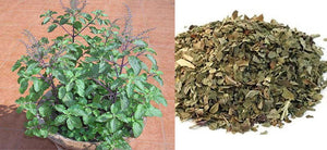 Holy Basil: What are the Health Benefits, Uses Types of Tulsi? Side Effects of Ocimum Tenuiflorum