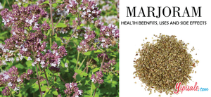 Marjoram – Introduction, Health Benefits, Uses and Side Effects of Origanum Marjorana
