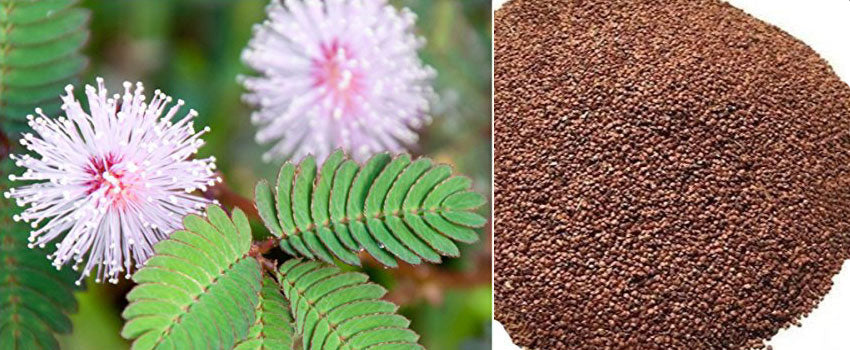 What is Mimosa Pudica? What are the Health Benefits of Chui Mui, Uses and Side Effects of Shame Plant?