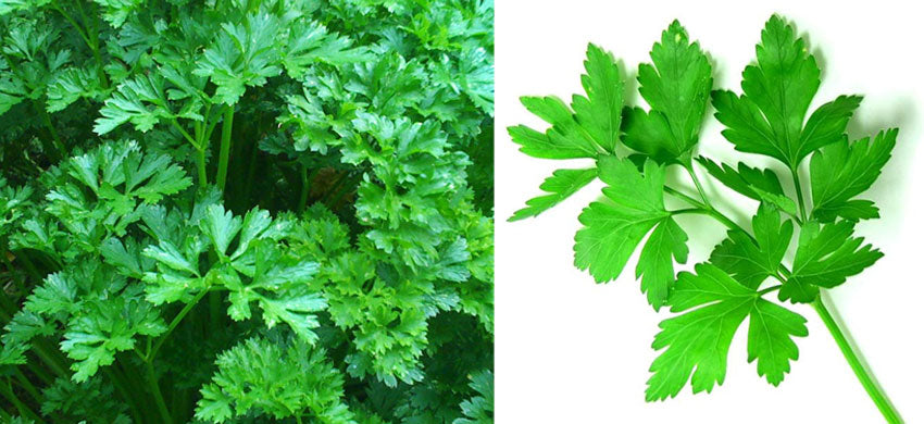 Parsley: Introduction, Benefits, Uses, and Side Effects of Petroselinum Crispum – 2022