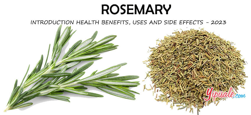 Rosemary – Introduction, Health Benefits, Uses, and Side Effects – Rosmarinus Officinalis