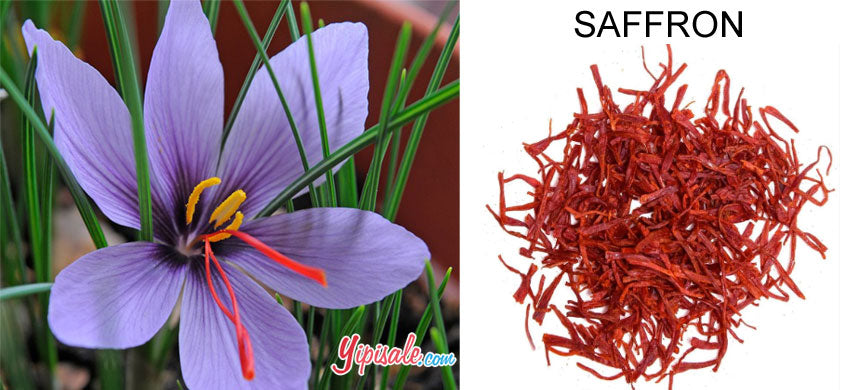 Saffron – Introduction, Health Benefits, Uses, and Side Effects of Crocus Sativus – 2022