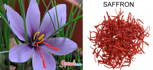 Saffron – Introduction, Health Benefits, Uses, and Side Effects of Crocus Sativus – 2022