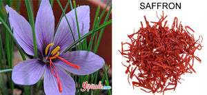Saffron – Introduction, Health Benefits, Uses, and Side Effects of Crocus Sativus