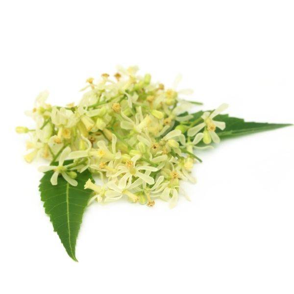 Neem Flower Tea | Blood Sugar & Immunity Support | Azadirachta Indica Herbal Detox Tea